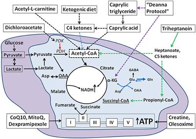 Metabolic Dysfunctions in Amyotrophic Lateral Sclerosis Pathogenesis and Potential Metabolic Treatments